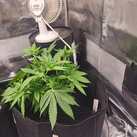 White widow  growlog timeline photo