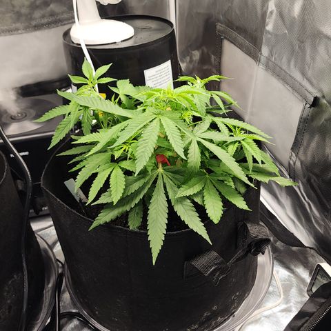 White widow  growlog timeline photo