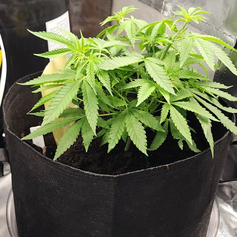 White widow  growlog timeline photo