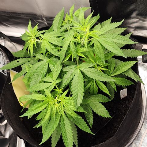 White widow  growlog timeline photo