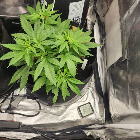 White widow  growlog timeline photo