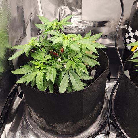 Purple Queen Automatic growlog timeline photo
