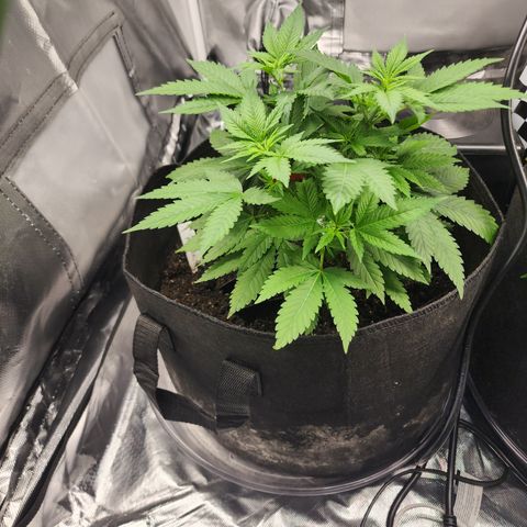 Purple Queen Automatic growlog timeline photo