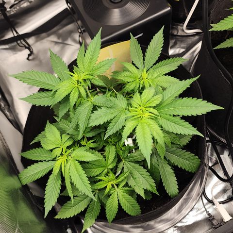 Purple Queen Automatic growlog timeline photo