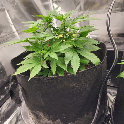 Purple Queen Automatic growlog timeline photo