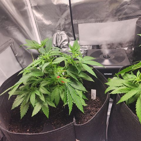 Purple Queen Automatic growlog timeline photo
