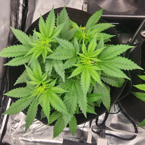 Purple Queen Automatic growlog timeline photo