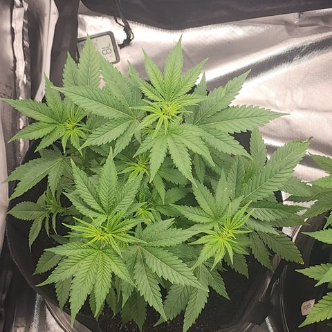 Purple Queen Automatic growlog timeline photo