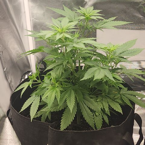 Purple Queen Automatic growlog timeline photo
