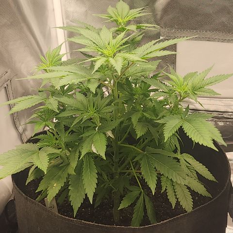 Purple Queen Automatic growlog timeline photo