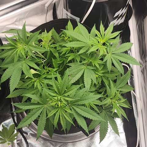 White widow  growlog timeline photo