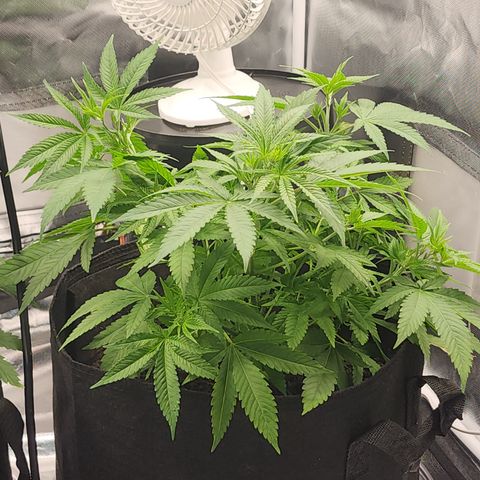 White widow  growlog timeline photo