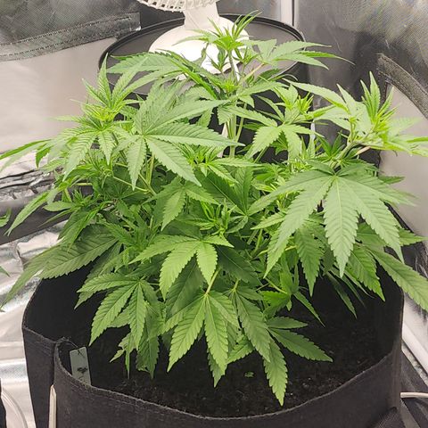 White widow  growlog timeline photo