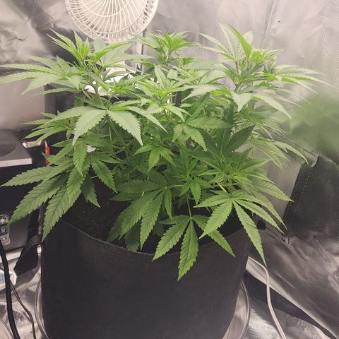 White widow  growlog timeline photo