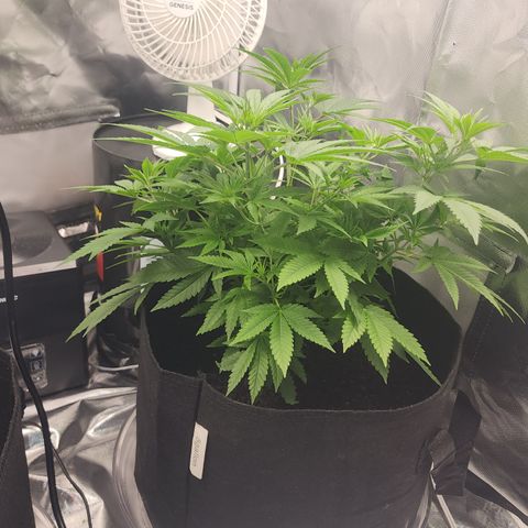 White widow  growlog timeline photo