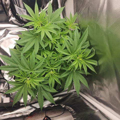 White widow  growlog timeline photo