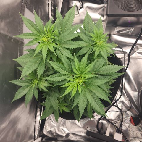 Purple Queen Automatic growlog timeline photo