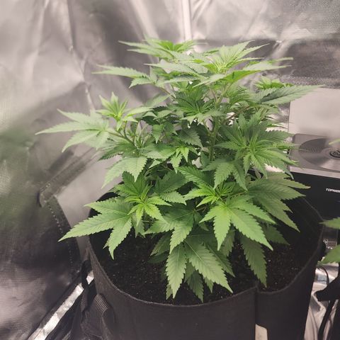Purple Queen Automatic growlog timeline photo