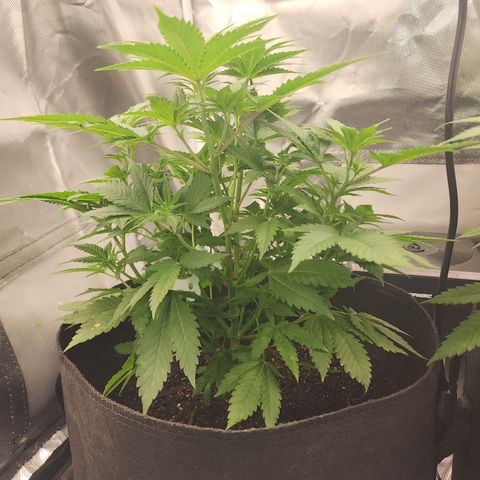 Purple Queen Automatic growlog timeline photo