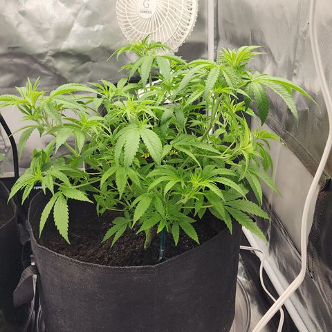 White widow  growlog timeline photo