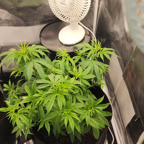 White widow  growlog timeline photo