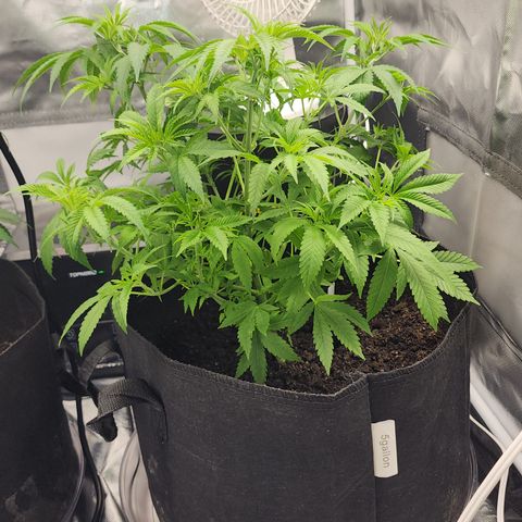 White widow  growlog timeline photo