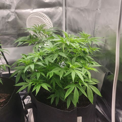 White widow  growlog timeline photo