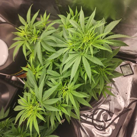 White widow  growlog timeline photo