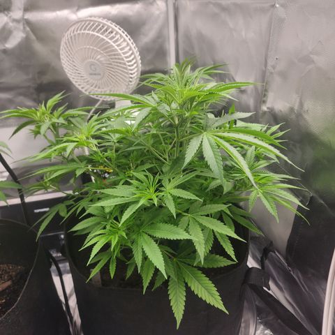 White widow  growlog timeline photo