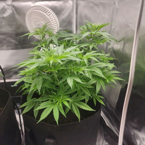 White widow  growlog timeline photo