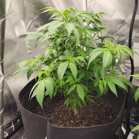 Purple Queen Automatic growlog timeline photo