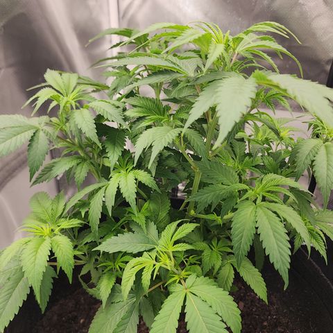 Purple Queen Automatic growlog timeline photo