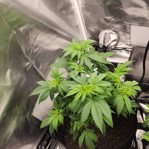 Purple Queen Automatic growlog timeline photo