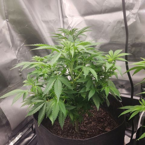 Purple Queen Automatic growlog timeline photo