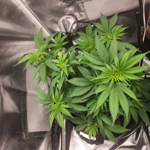 Purple Queen Automatic growlog timeline photo