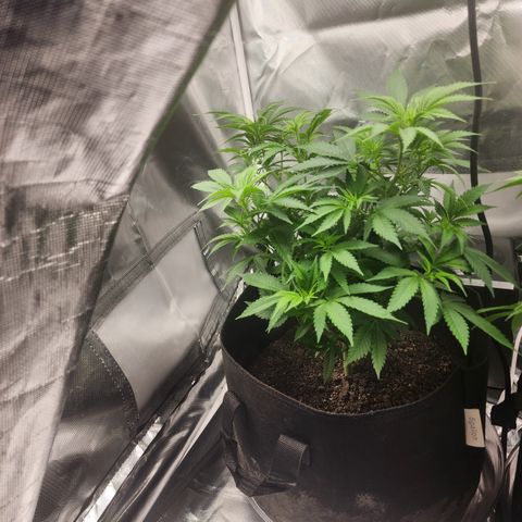 Purple Queen Automatic growlog timeline photo