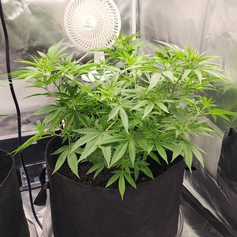 White widow  growlog timeline photo