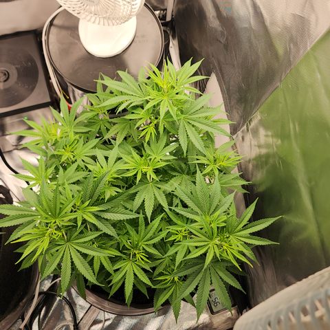 White widow  growlog timeline photo