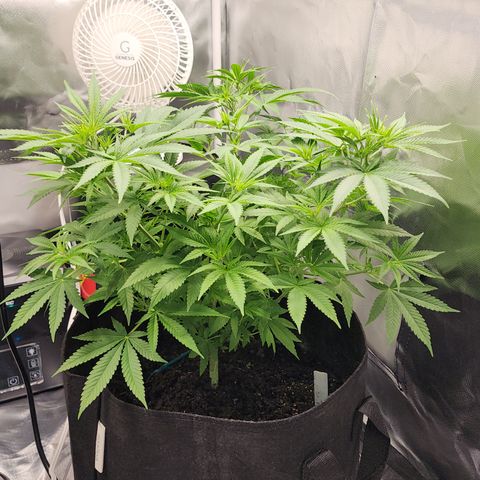 White widow  growlog timeline photo