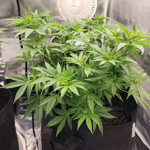 White widow  growlog timeline photo