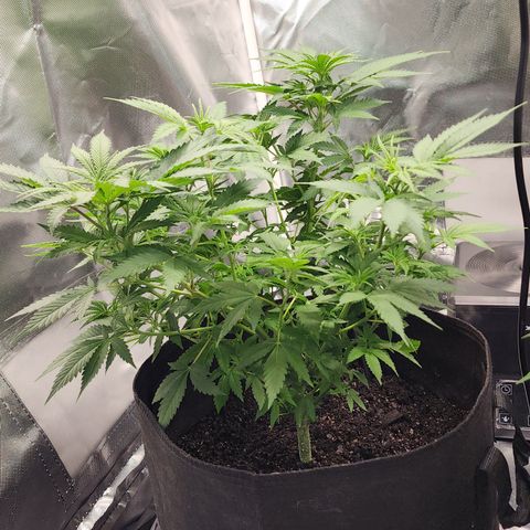Purple Queen Automatic growlog timeline photo