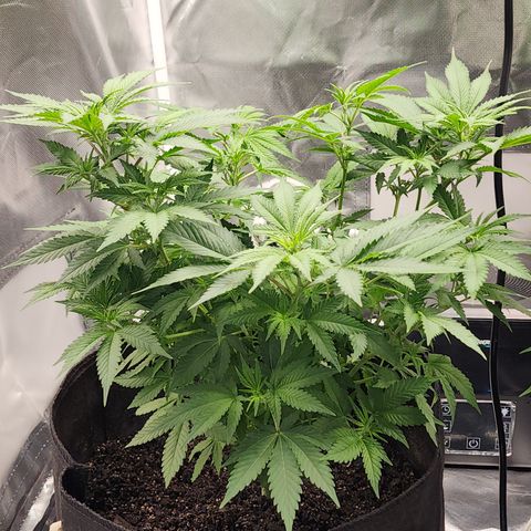 Purple Queen Automatic growlog timeline photo