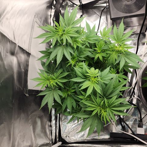 Purple Queen Automatic growlog timeline photo