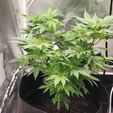 Purple Queen Automatic growlog timeline photo