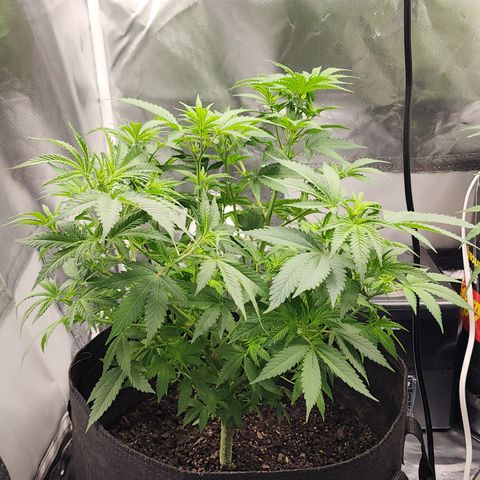 Purple Queen Automatic growlog timeline photo