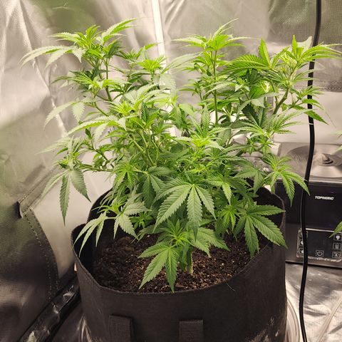 Purple Queen Automatic growlog timeline photo