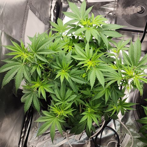 Purple Queen Automatic growlog timeline photo