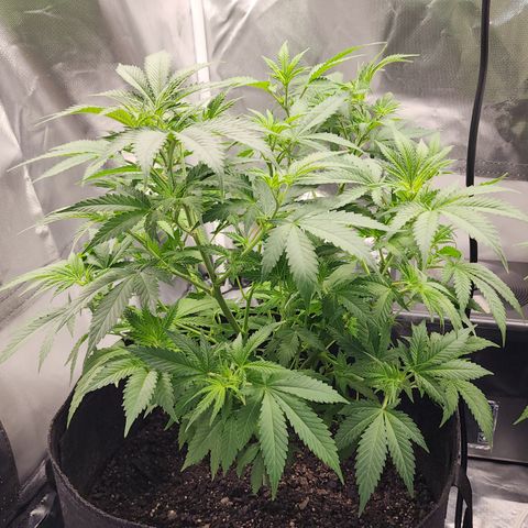 Purple Queen Automatic growlog timeline photo