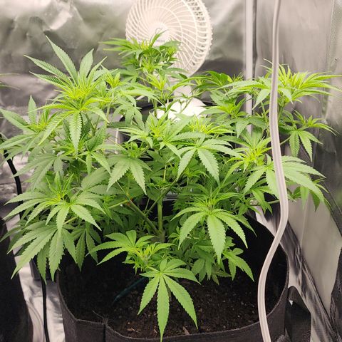 White widow  growlog timeline photo