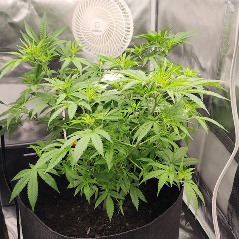 White widow  growlog timeline photo
